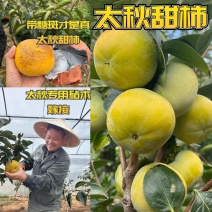 太秋甜柿苗/小果甜柿砧木嫁接/柿子苗现挖品种对版放心苗