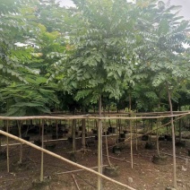 麻楝3-4-5分基地大量岀售绿美优选品种