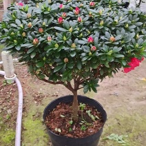 精品杜鹃花。