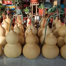 山西大亚腰葫芦30-60厘米大葫芦，大量上市，诚信经营