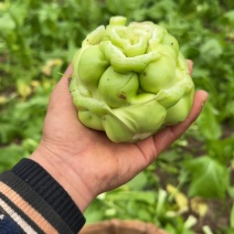 榨菜开卖。各位老板需要的来个电话。量大量小都可以。