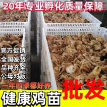 麻鸡苗【满1000送100】包防疫货到满意付款包运输