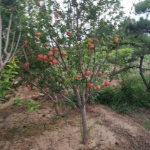 果在榴树，花石榴树，从生石榴供应基地直销