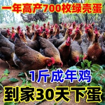 麻鸡苗【满1000送100】包防疫货到满意付款包运输