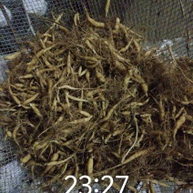 辣根
