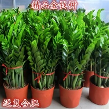 【招财旺宅】常青金钱树串子盆栽好养摇发前台客厅办公室内花