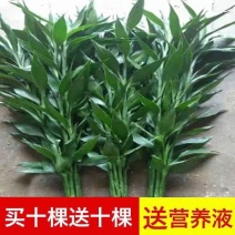 富贵竹水培植物客厅招财发节节高水养竹子室内绿萝小盆栽花卉