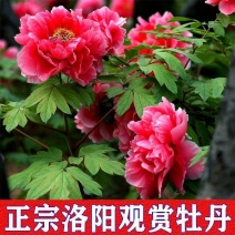 牡丹花苗盆栽洛阳正宗牡丹大苗带花苞牡丹重瓣花卉田园牡丹树