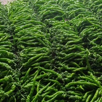大果螺丝椒大量供应