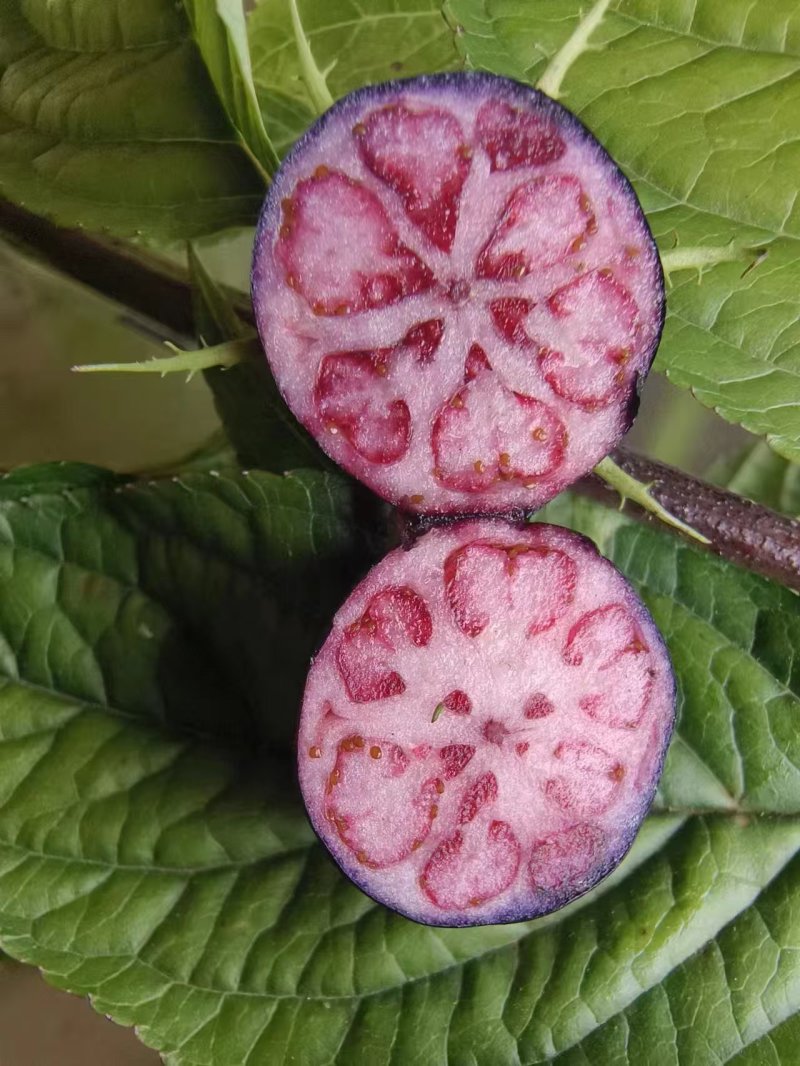 云南文山马关县红参果 3