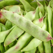 广东一点红油豆角，代办，一件代发，团购，电商