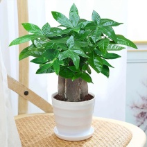 发财树盆栽室内客厅植物花卉土养小盆景绿植办公室招财陶瓷小