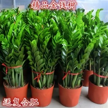 【招财旺宅】常青金钱树串子盆栽好养摇发前台客厅办公室内花