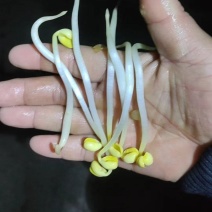 黄豆芽新鲜豆芽河南中牟豆芽批发全国发货欢迎