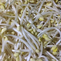 黄豆芽绿豆芽诚信经营货源充足稳定欢迎选购