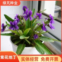 紫花地丁种子中材种子新采地丁籽紫堇地丁花卉种子庭院阳