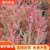 戟叶酸模种子茎多分枝老技木质叶簇生生长海拔高或沟