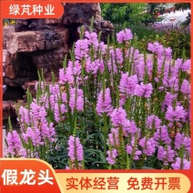 假龙头种子景观绿化花卉种子露地被植物花坛摄影花籽开