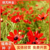 福寿花花卉种子阳台庭院种植花种子四季易种植花籽