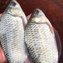 大鲫鱼