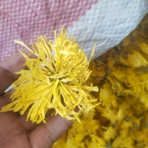 金丝皇菊