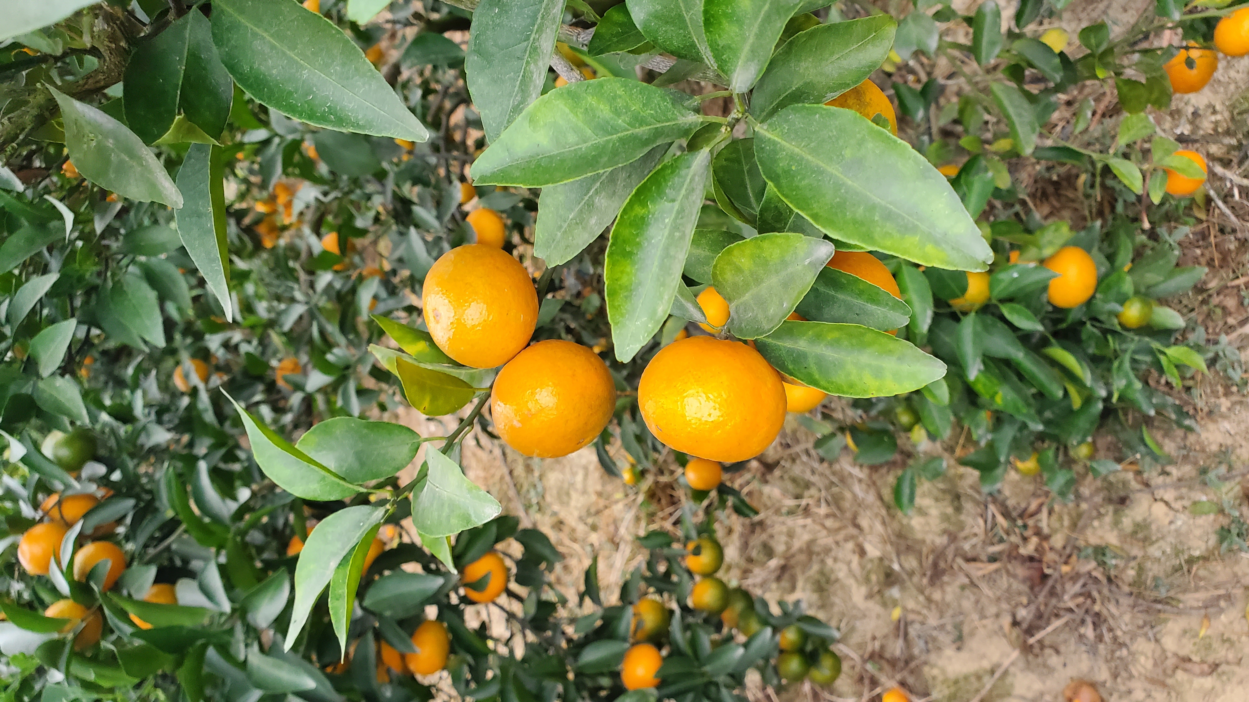 爱沙桔成年果树挂果特写