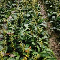 紫花宽叶毛慈姑苗（杜鹃兰）山慈菇，大量出售