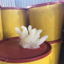 海蜇爪八爪海蜇头一手货源质优价廉货源