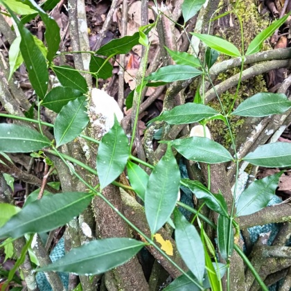 黑骨藤长寿茶图片