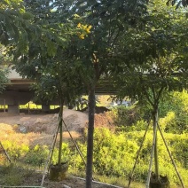 黄槐3-10分原生袋苗，骨架苗大量现货供应