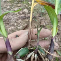 紫花三叉宽叶白芨苗，二年苗，一手货源，品质保证，产量高成