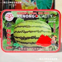 新科农九号西瓜种子大红瓤高产西瓜种籽中晚熟大果型椭圆形