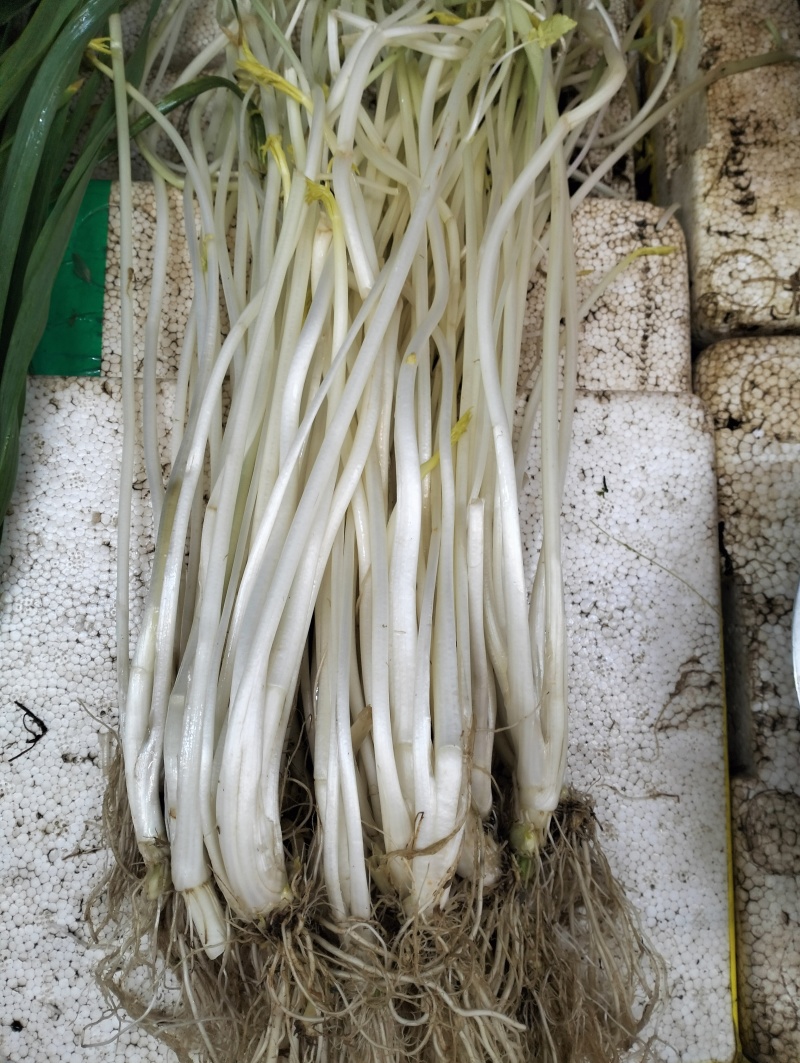 江苏常州溧阳市芹菜 18.00元/斤溧阳白芹