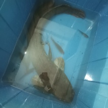 鲶鱼一条27斤
