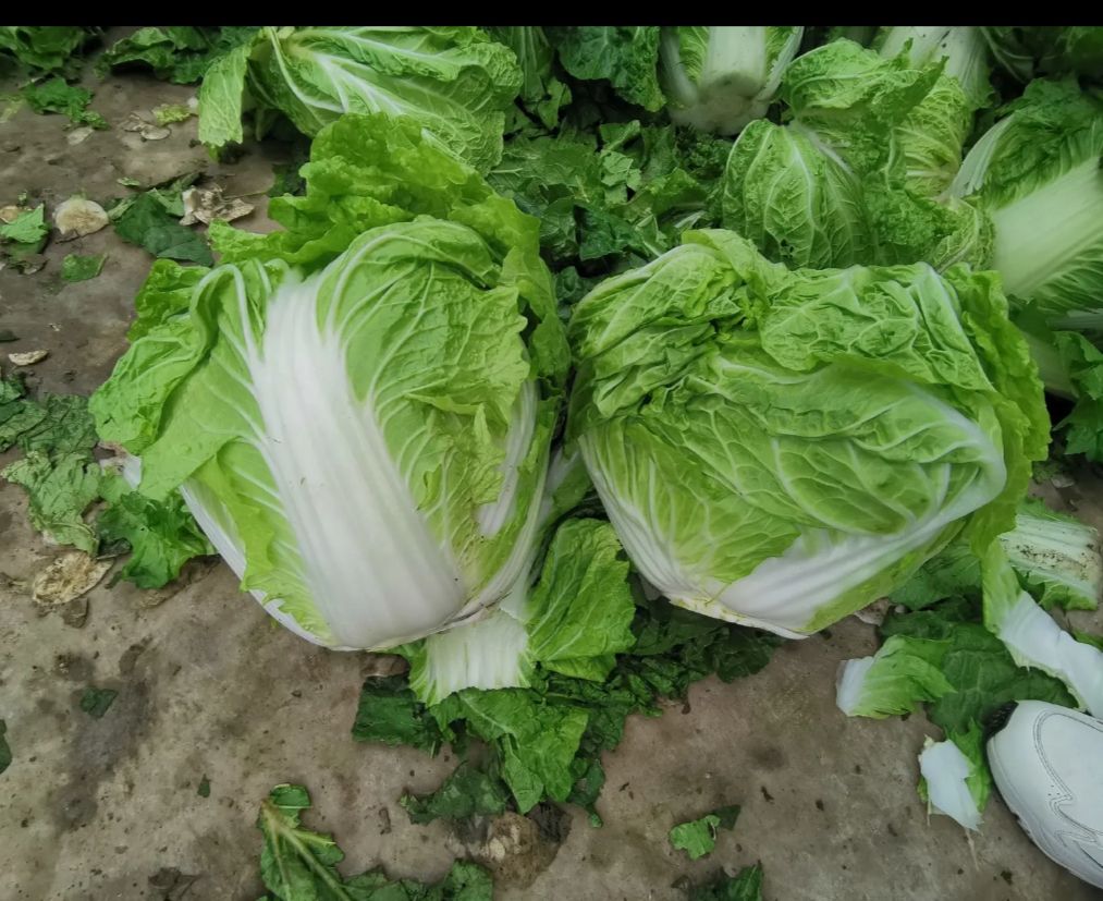 白菜田间管理流程图