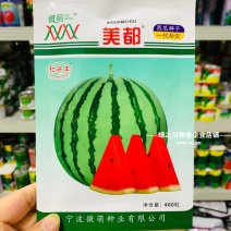 宁波微萌美都西瓜种子正宗桃红瓤美都西瓜种籽中熟甜而多汁