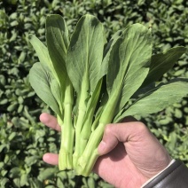 安徽油菜苔，上海青苔，基地菜苔大量供货保质保量全国发货