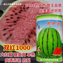 大齐双红1000西瓜种子超甜大果薄皮早熟抗病高产果实正圆