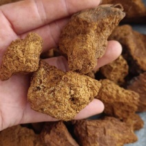 桦树茸，新货实拍现货产地直发，24小时内发货