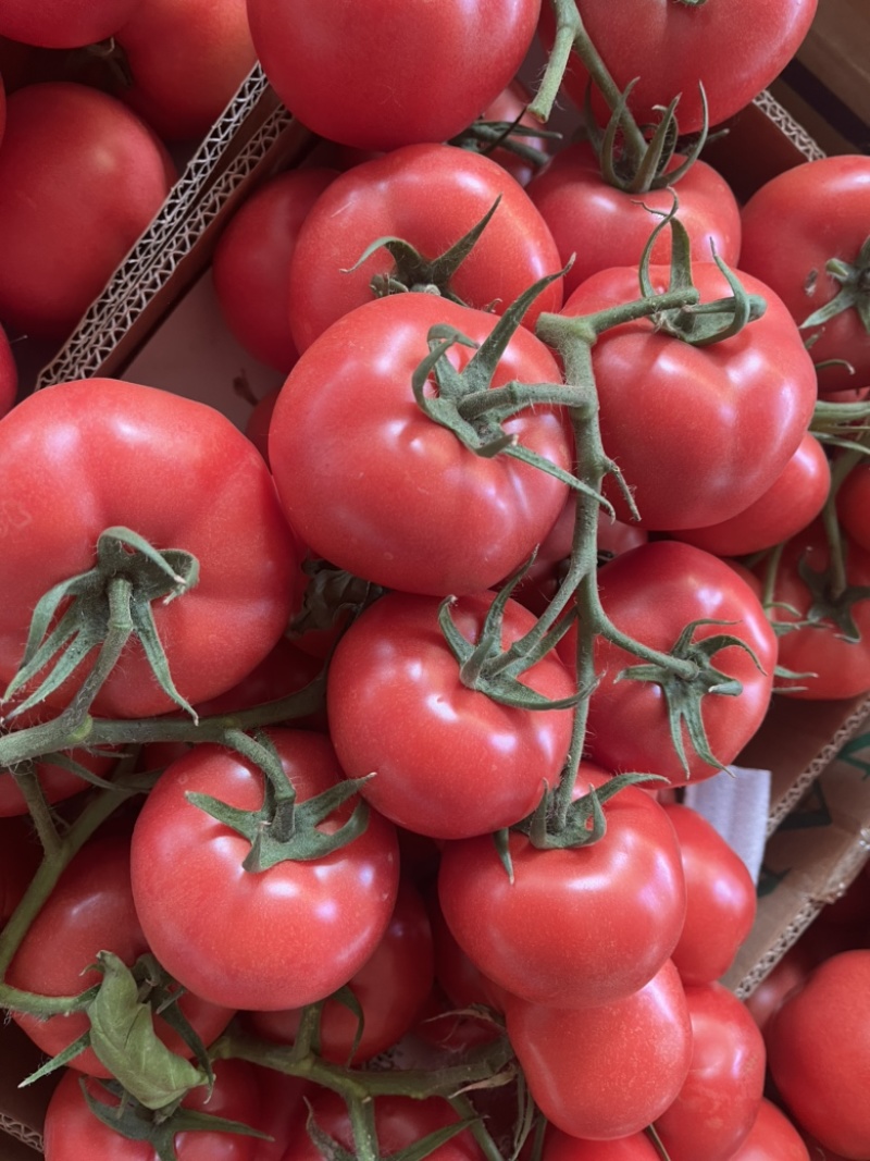 江苏硬粉西红柿弧三以上沙瓤自然成熟全国