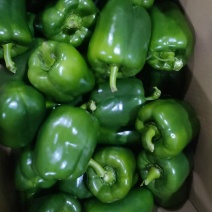 辣椒/圆椒，罗丝椒黄皮椒一手货源，对接电商，保质保量，