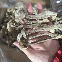 鹿茸菇鹿茸菌新货鹿茸菇一手货源厂家直发