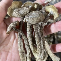 菇鹿茸菇地摊门市超市展会供应