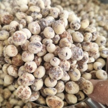 新疆脱皮油砂豆虎坚果
