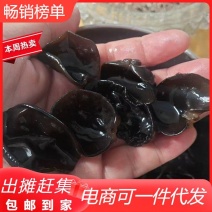 电商一件代发东北黑木耳干货出摊摆地摊赶集秋耳肉厚无根