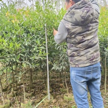 黄金岭南山竹苗杯苗1-1.5公分，2-3公分