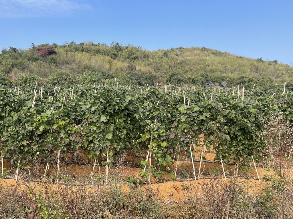 无人机航拍视角下的葛根种植基地,成片绿色藤蔓覆盖地面,农民正在田间采挖葛根,土壤疏松,远处可见山丘地形,体现生态种植环境 葛根种植基地航拍图
