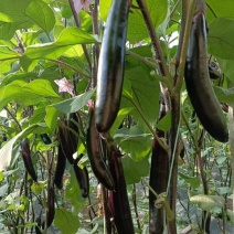 山东茄子苗茄子墨丽优质长茄抗病强价格优惠货源充足