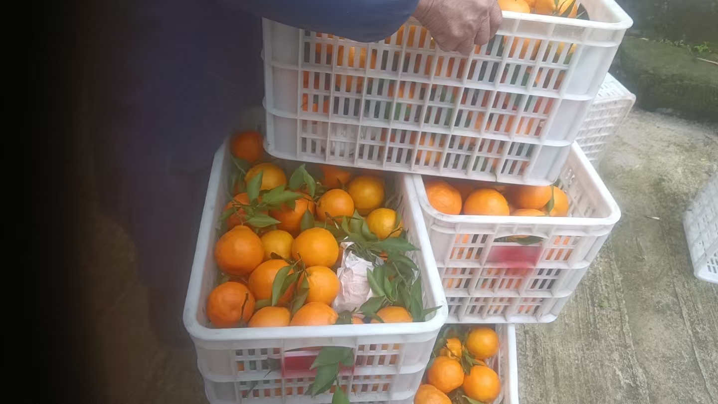 采摘工人在果园中采摘春见柑橘