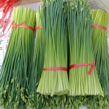 万亩耐寒韭苔韭菜韭苔基地对接各大市场和电商平台诚信合作，